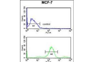 Flow cytometry analysis of MCF-7 cells (bottom histogram) compared to a negative control cell (top histogram). (RUVBL1 抗体)