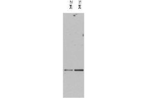 Western blot using  affinity purified anti-DAXX antibody shows detection of DAXX in RWPE-1 cell extracts. (DAXX 抗体  (AA 261-274))