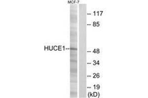 Western blot analysis of extracts from MCF-7 cells, using HUCE1 Antibody. (HUCE1 (AA 271-320) 抗体)