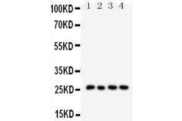 Surfactant Protein A1 抗体  (C-Term)