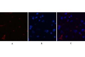 Immunofluorescence analysis of mouse brain tissue. (DDIT3 抗体)