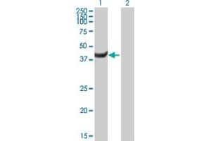 Western Blot analysis of MPI expression in transfected 293T cell line by MPI MaxPab polyclonal antibody. (MPI 抗体  (AA 1-423))
