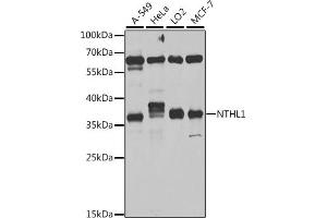 Western blot analysis of extracts of various cell lines, using NTHL1 antibody (ABIN6133465, ABIN6144895, ABIN6144896 and ABIN6222561) at 1:1000 dilution. (Nth Endonuclease III-Like 1 (NTHL1) (AA 1-280) 抗体)
