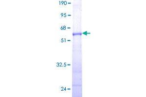 Elastase 3A (ELA3A) (AA 16-270) protein (GST tag)