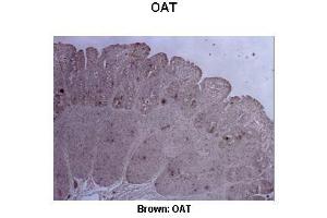Sample Type :  Pig ileum   Primary Antibody Dilution :   1:500  Secondary Antibody :  Anti-rabbit-biotin, streptavidin-HRP   Secondary Antibody Dilution :   1:500  Color/Signal Descriptions :  Brown: OAT  Gene Name :  OAT  Submitted by :  Juan C. (OAT 抗体  (C-Term))