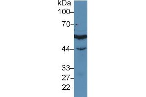Western blot analysis of Human Jurkat cell lysate, using Human IRF3 Antibody (3 µg/ml) and HRP-conjugated Goat Anti-Rabbit antibody ( (IRF3 抗体  (AA 1-360))