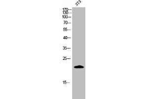 Western Blot analysis of 3T3 cells using Cleaved-Caspase-4 p20 (Q81) Polyclonal Antibody (Caspase 4 抗体  (Cleaved-Gln81))