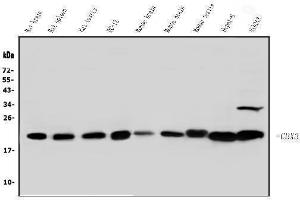 Western blot analysis of HP1 gamma using anti-HP1 gamma antibody (ABIN5693033). (CBX3 抗体  (AA 2-183))