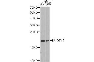 Western blot analysis of extracts of various cell lines, using NUDT15 antibody. (NUDT15 抗体  (AA 1-164))