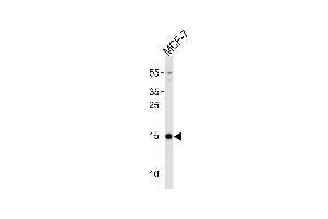 anti-Polymerase (RNA) II (DNA Directed) Polypeptide J3 (POLR2J3) (AA 1-25), (N-Term) antibody