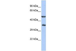 WB Suggested Anti-ZNF414 Antibody Titration:  0. (ZNF414 抗体  (N-Term))