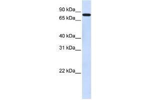 Western Blotting (WB) image for anti-Zinc Finger Protein 287 (ZNF287) antibody (ABIN2458397) (ZNF287 抗体)