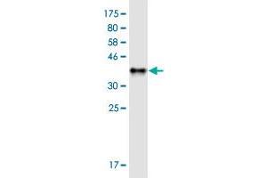 Western Blotting (WB) image for anti-Solute Carrier Family 30 (Zinc Transporter), Member 5 (SLC30A5) (AA 1-118) antibody (ABIN1327271)