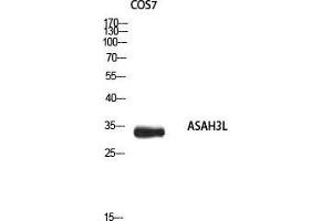 Western Blot (WB) analysis of COS7 using ASAH3L antibody. (ACER2 抗体)