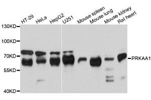 Western Blotting (WB) image for anti-Protein Kinase, AMP-Activated, alpha 1 Catalytic Subunit (PRKAA1) (AA 1-300) antibody (ABIN3021788)