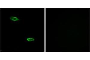 Immunofluorescence analysis of A549 cells, using OR51E2 Antibody. (PSGR 抗体  (AA 221-270))