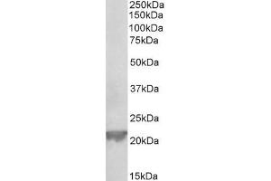 ABIN1049501 (0. (Glutathione Peroxidase 1 抗体  (Internal Region))