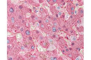 Anti-Fibrinogen antibody IHC of human liver. (Fibrinogen 抗体)