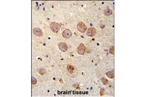 FUSSEL18 Antibody (C-term) (ABIN655936 and ABIN2845328) immunohistochemistry analysis in formalin fixed and paraffin embedded human brain tissue followed by peroxidase conjugation of the secondary antibody and DAB staining.