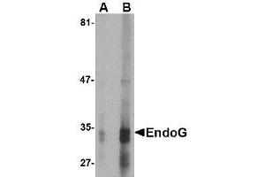 Image no. 1 for anti-Endonuclease G (ENDOG) (AA 76-170) antibody (ABIN1491656) (Endonuclease G 抗体  (AA 76-170))