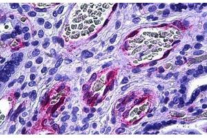 Human Placenta, Vessels: Formalin-Fixed, Paraffin-Embedded (FFPE) (BMX 抗体  (AA 11-60))