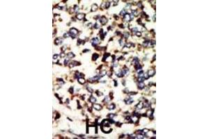Immunohistochemistry (IHC) image for anti-NEK7 (NEK7) antibody (ABIN3003666) (NEK7 抗体)