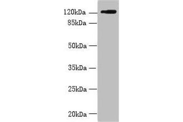 SLC4A8 anticorps  (AA 1-300)