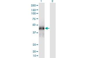 Western Blot analysis of FAM122A expression in transfected 293T cell line by FAM122A monoclonal antibody (M03), clone 3E9. (FAM122A 抗体  (AA 1-287))