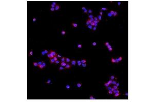IF analysis of PDE6 beta/PDE6B using anti-PDE6 beta/PDE6B antibody (ABIN7600894).