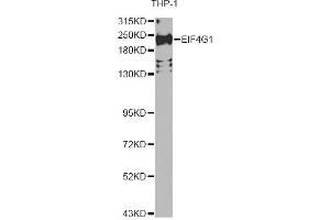 Western blot analysis of extracts of THP-1 cells, using EIF4G1 Antibody. (EIF4G1 抗体)