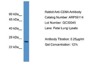 WB Suggested Anti-CD8A  Antibody Titration: 0. (CD8 alpha 抗体  (Middle Region))