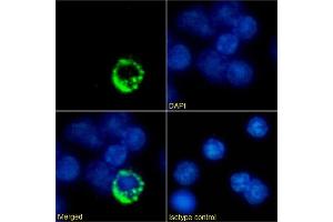 Immunofluorescence staining of mouse splenocytes using anti-TCR antibody Desire-1. (Recombinant T Cell Receptor 抗体)