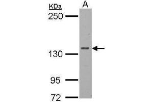 WB Image Sample (30 ug of whole cell lysate) A: BCL-1 5% SDS PAGE antibody diluted at 1:1000