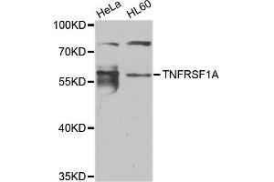 Western blot analysis of extracts of HeLa and HL60 cell lines, using TNFRSF1A antibody. (TNFRSF1A 抗体)