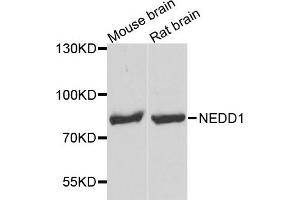Western blot analysis of extract of mouse brain and rat brain cells, using NEDD1 antibody. (NEDD1 抗体)