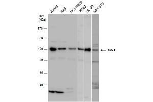 WB Image CD71 antibody detects CD71 protein by western blot analysis. (Transferrin Receptor 抗体)