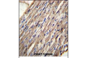 C10orf129 Antibody (C-term) (ABIN656532 and ABIN2845798) immunohistochemistry analysis in formalin fixed and paraffin embedded human heart tissue followed by peroxidase conjugation of the secondary antibody and DAB staining. (C10ORF129 抗体  (C-Term))