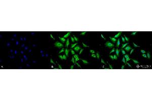 Immunocytochemistry/Immunofluorescence analysis using Chicken Anti-Hsp70 Polyclonal Antibody . (HSP70 抗体  (FITC))
