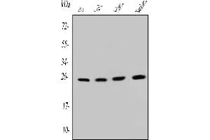 Western blot analysis of SNRPN using anti-SNRPN antibody (ABIN6719629).