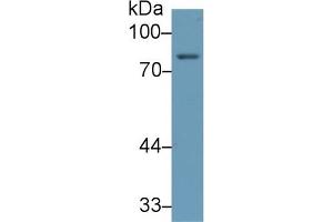 Detection of 5-LO in Human Placenta lysate using Monoclonal Antibody to 5-Lipoxygenase (5-LO) (ALOX5 抗体  (AA 461-671))