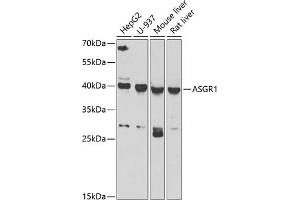 Western blot analysis of extracts of various cell lines, using  antibody (ABIN6127458, ABIN6137179, ABIN6137181 and ABIN6222596) at 1:1000 dilution. (Asialoglycoprotein Receptor 1 抗体  (AA 1-150))