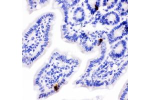 IHC analysis of Peptide YY using anti-Peptide YY antibody (ABIN4886709). (Peptide YY 抗体  (Middle Region))