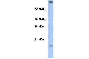 Claudin 11 antibody used at 0. (Claudin 11 抗体)