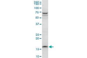 Western Blotting (WB) image for anti-Peptidylprolyl Isomerase (Cyclophilin)-Like 1 (PPIL1) (AA 76-166) antibody (ABIN565646)