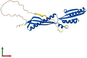 Protein Structure (PS) image for Interleukin-1 Receptor-Associated Kinase 1 Binding Protein 1 (IRAK1BP1) (AA 1-260) protein (His tag) (ABIN7548475)