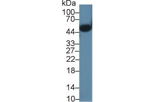 Western Blot; Sample: Mouse Heart lysate; Primary Ab: 1µg/ml Rabbit Anti-Mouse ORM2 Antibody Second Ab: 0. (Orosomucoid 2 抗体  (AA 19-207))