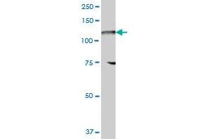 FLJ10808 MaxPab polyclonal antibody. (UBA6 抗体  (AA 1-389))