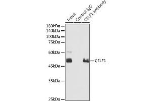 Immunoprecipitation analysis of 300 μg extracts of 293T cells using 3 μg CELF1 antibody (ABIN6131012, ABIN6138399, ABIN6138400 and ABIN6221641). (CELF1 抗体  (AA 108-483))