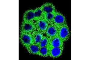 Confocal immunofluorescent analysis of CDKN2B Antibody (C-term) (ABIN656561 and ABIN2845822) with Hela cell followed by Alexa Fluor 488-conjugated goat anti-rabbit lgG (green).