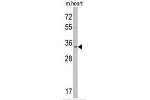 Western blot analysis of MLF1 Antibody (N-term) in mouse heart tissue lysates (35ug/lane). (MLF1 抗体  (N-Term))